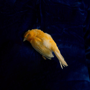 欧美综合在线视频
